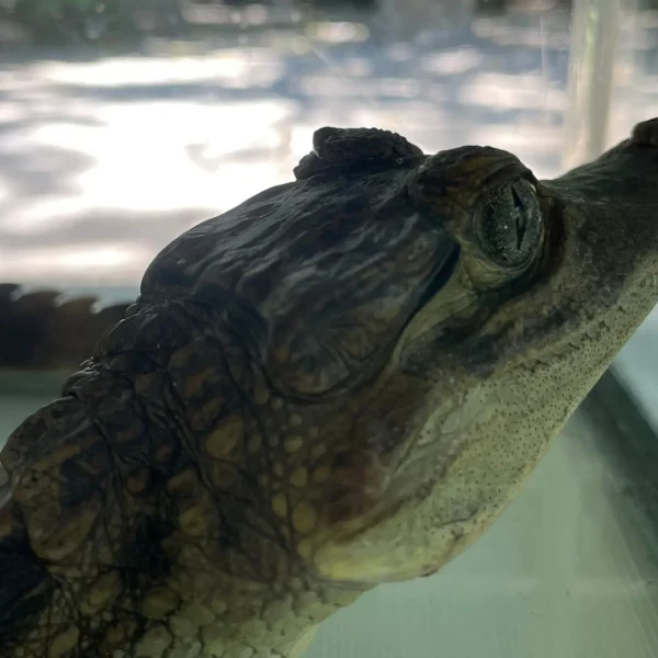 Alimentacion-a-los-Caimanes