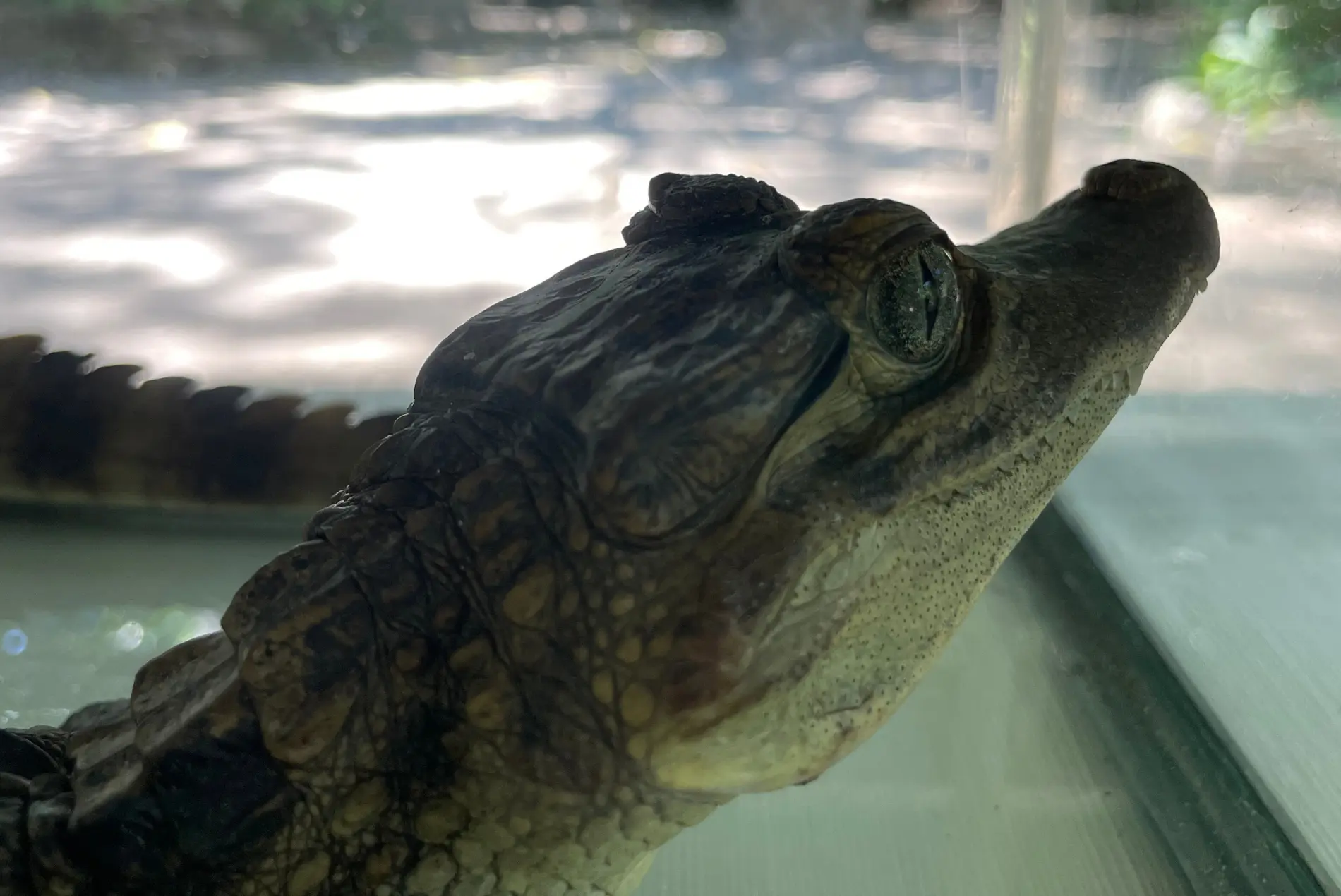 Alimentacion-a-los-Caimanes