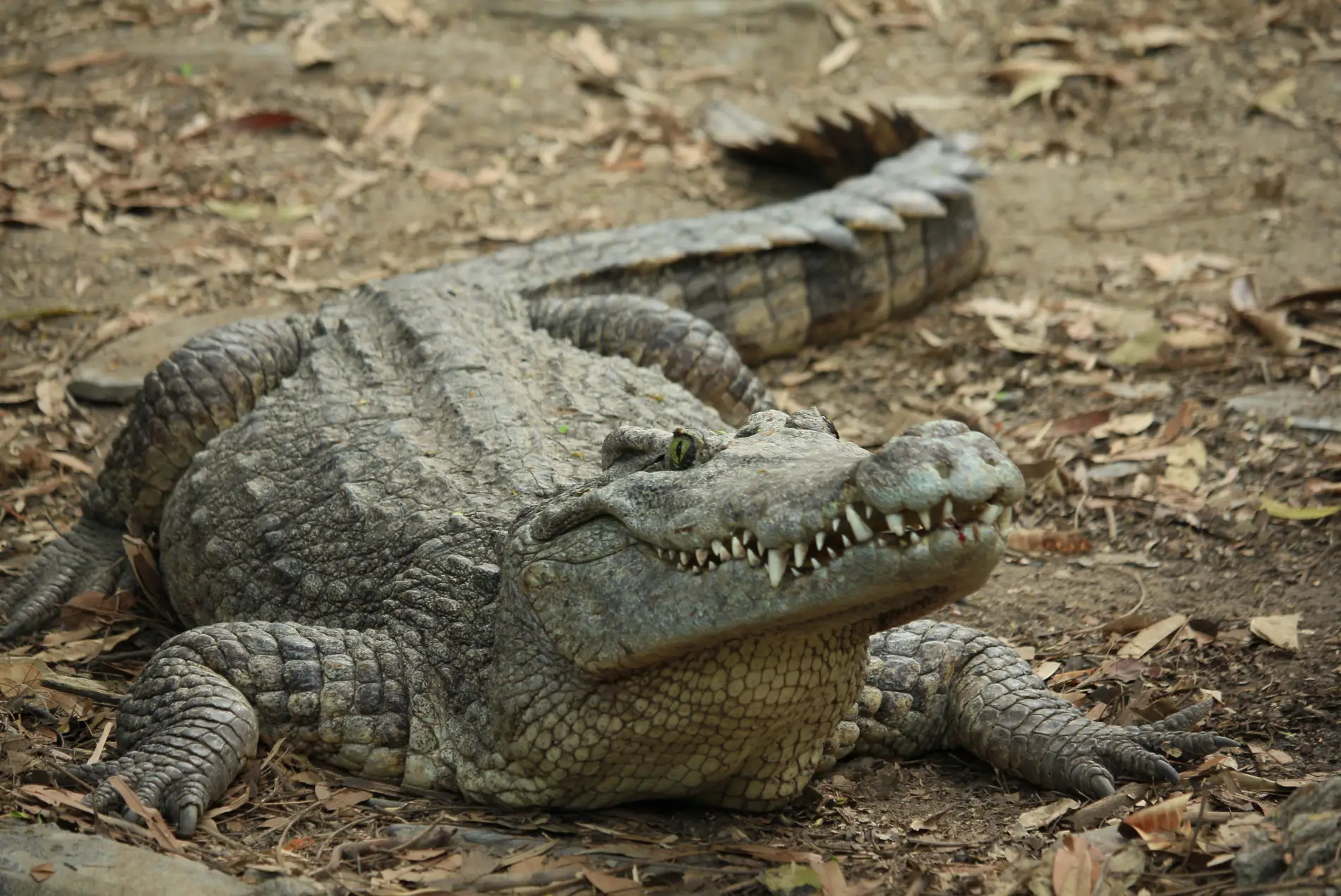 Exhibición De Reptiles